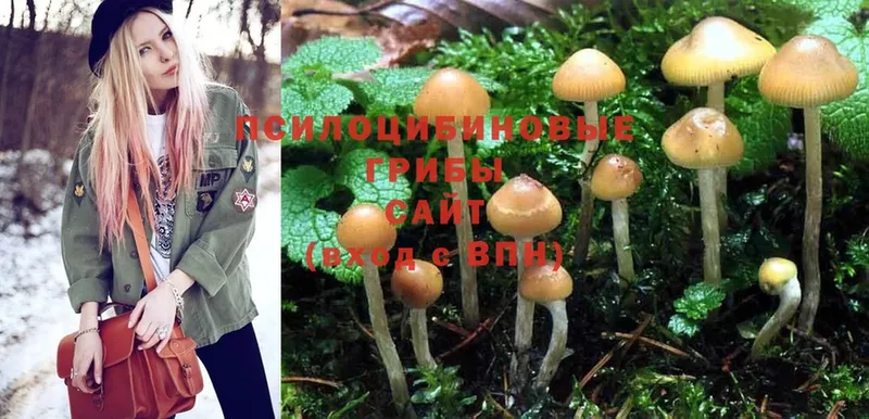 Псилоцибиновые грибы Psilocybine cubensis  Верхняя Салда 